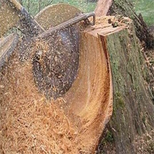 Grinding Trees
